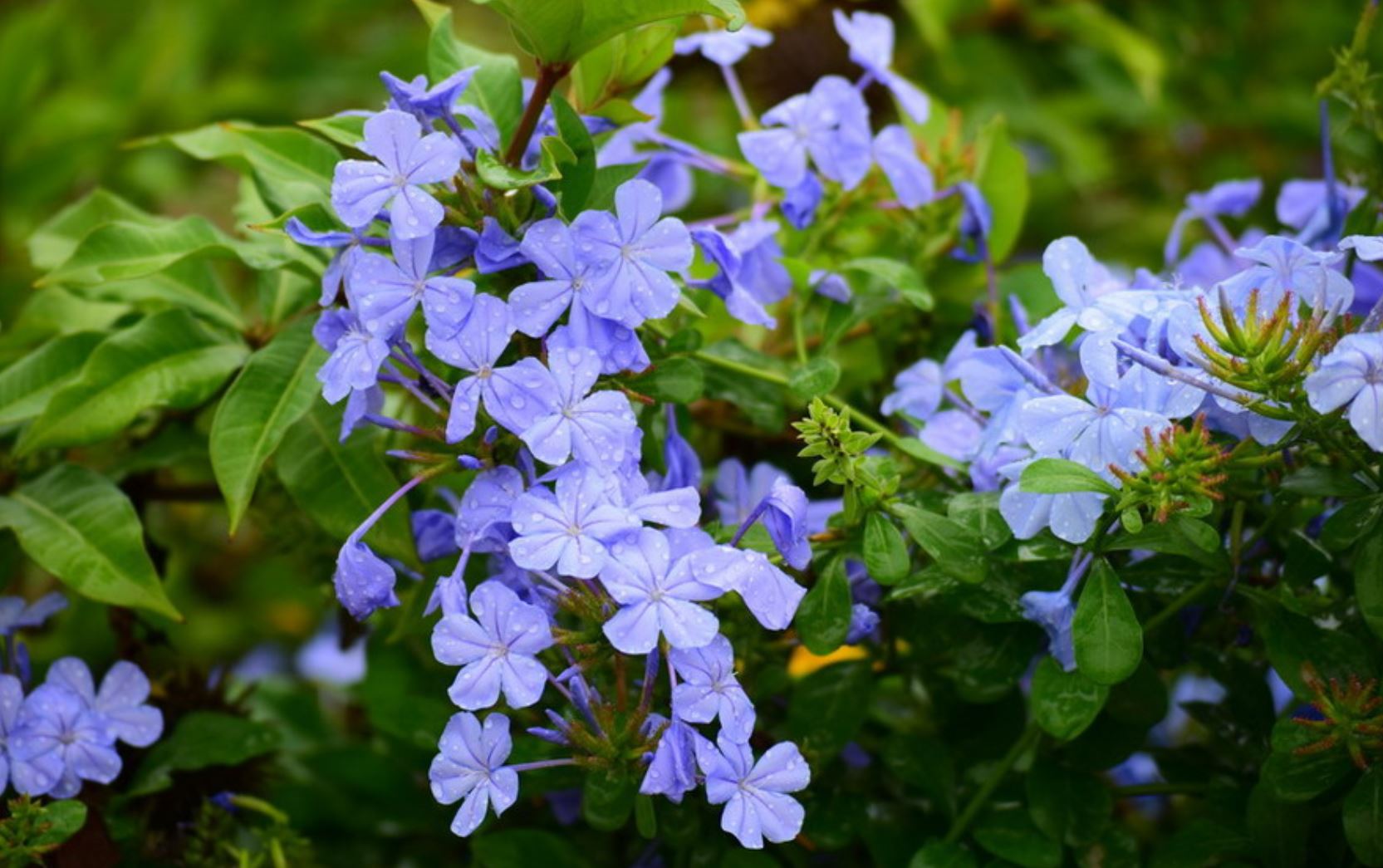 &Yacute; nghĩa phong thủy của c&acirc;y Hoa Thanh X&agrave;